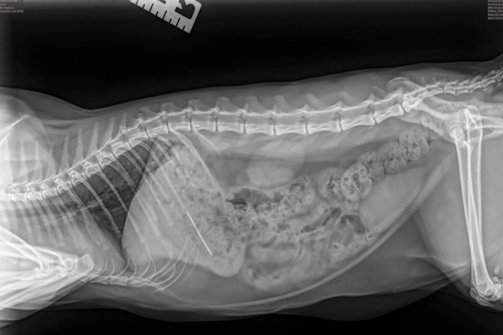 Did your pet ingest something dangerous - this is an X-Ray image of when a pet ingests something dangerous