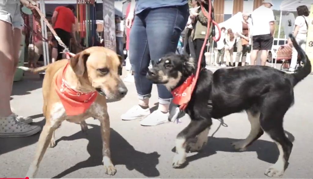 pups for pints