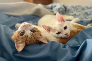 Fetch your tickets today