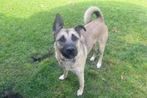 Branch looks for loving home