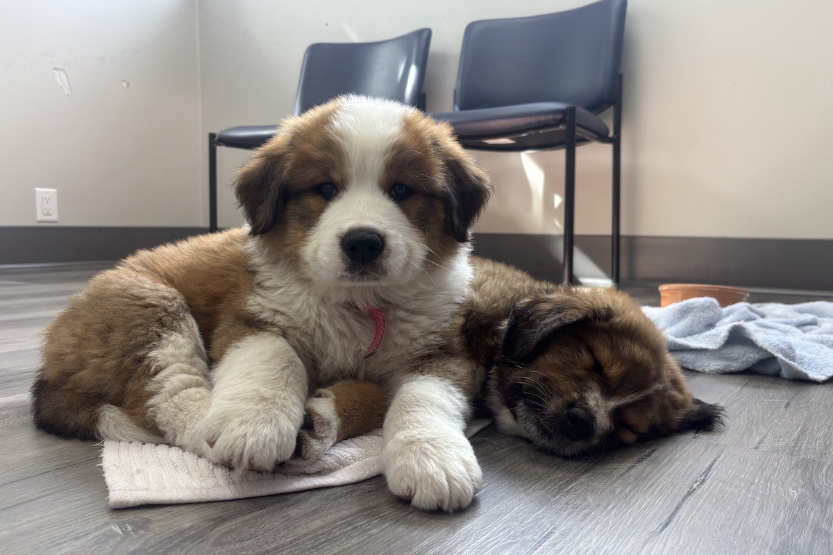 Puppies available for adoption