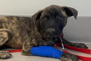 Octavia is recovering from Parvo.