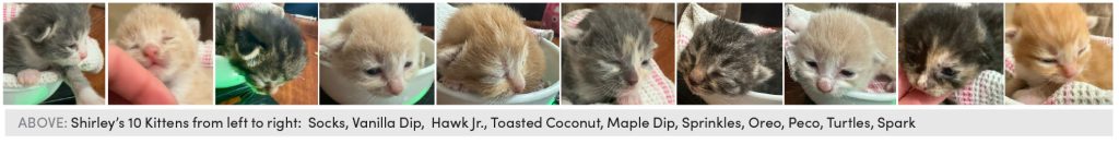 Shirleys' 10 Kittens