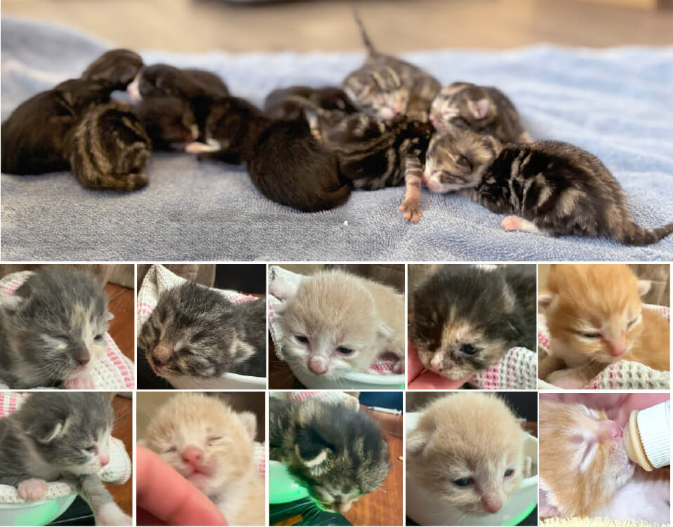 21 Miracles. Photo of 21 baby kittens birthed from 2 amazing moms.